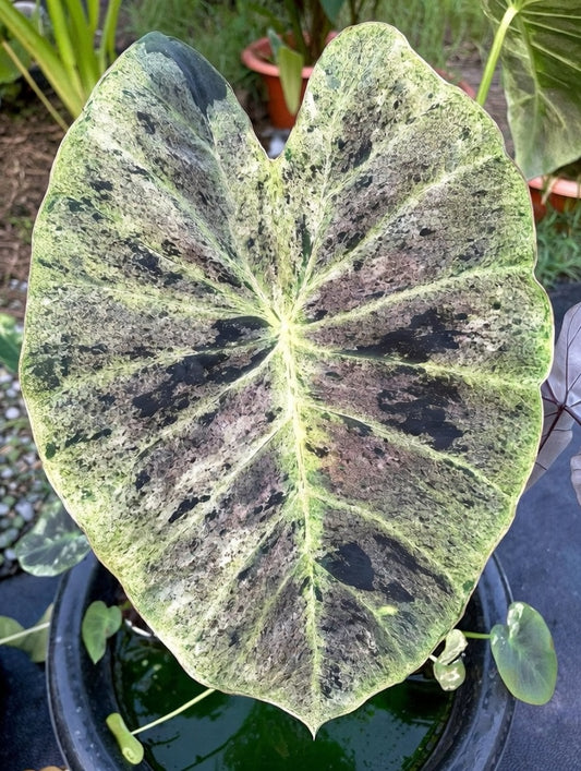Colocasia Gold Leaf