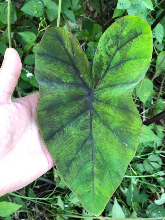 Colocasia Emerald Mist