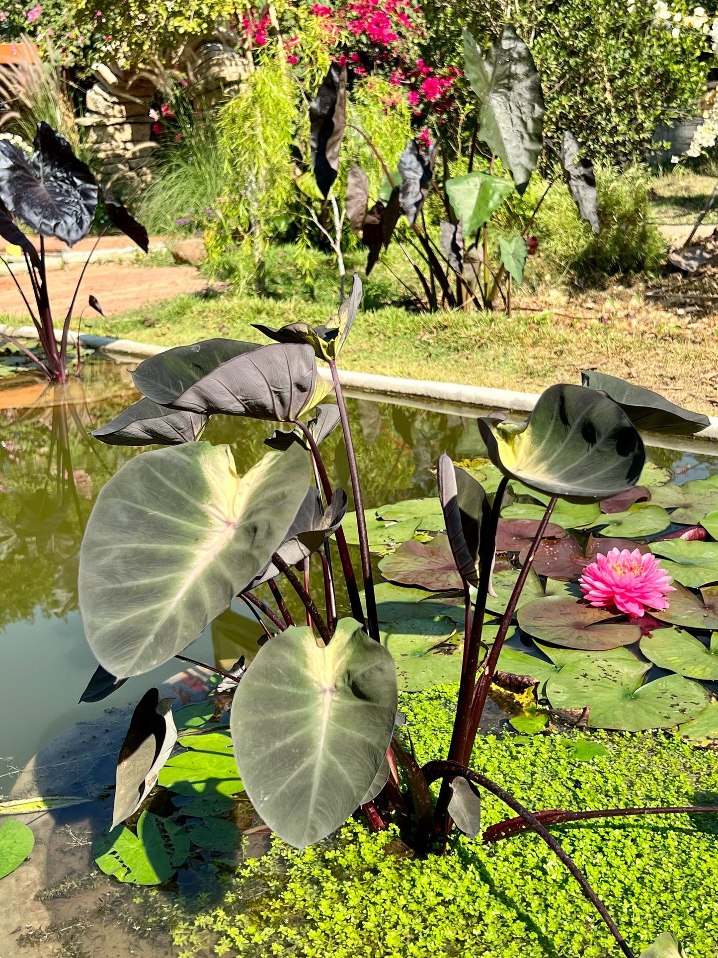 Colocasia Tropical Storm