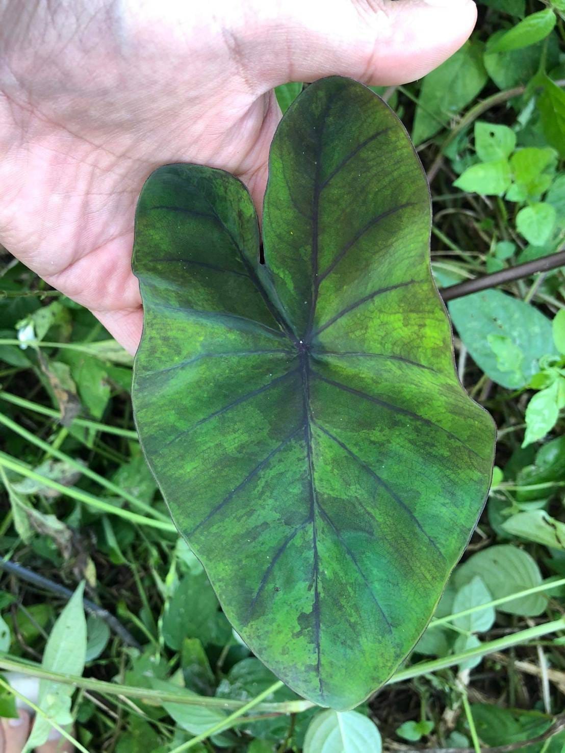 Colocasia Emerald Mist