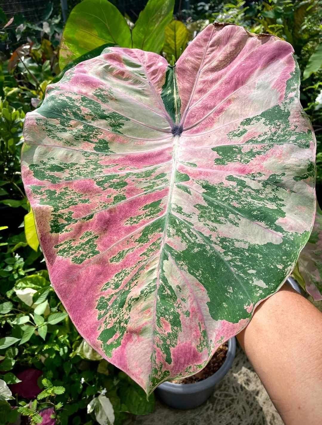 Colocasia Phet Pethai