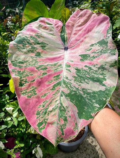 Colocasia Phet Pethai