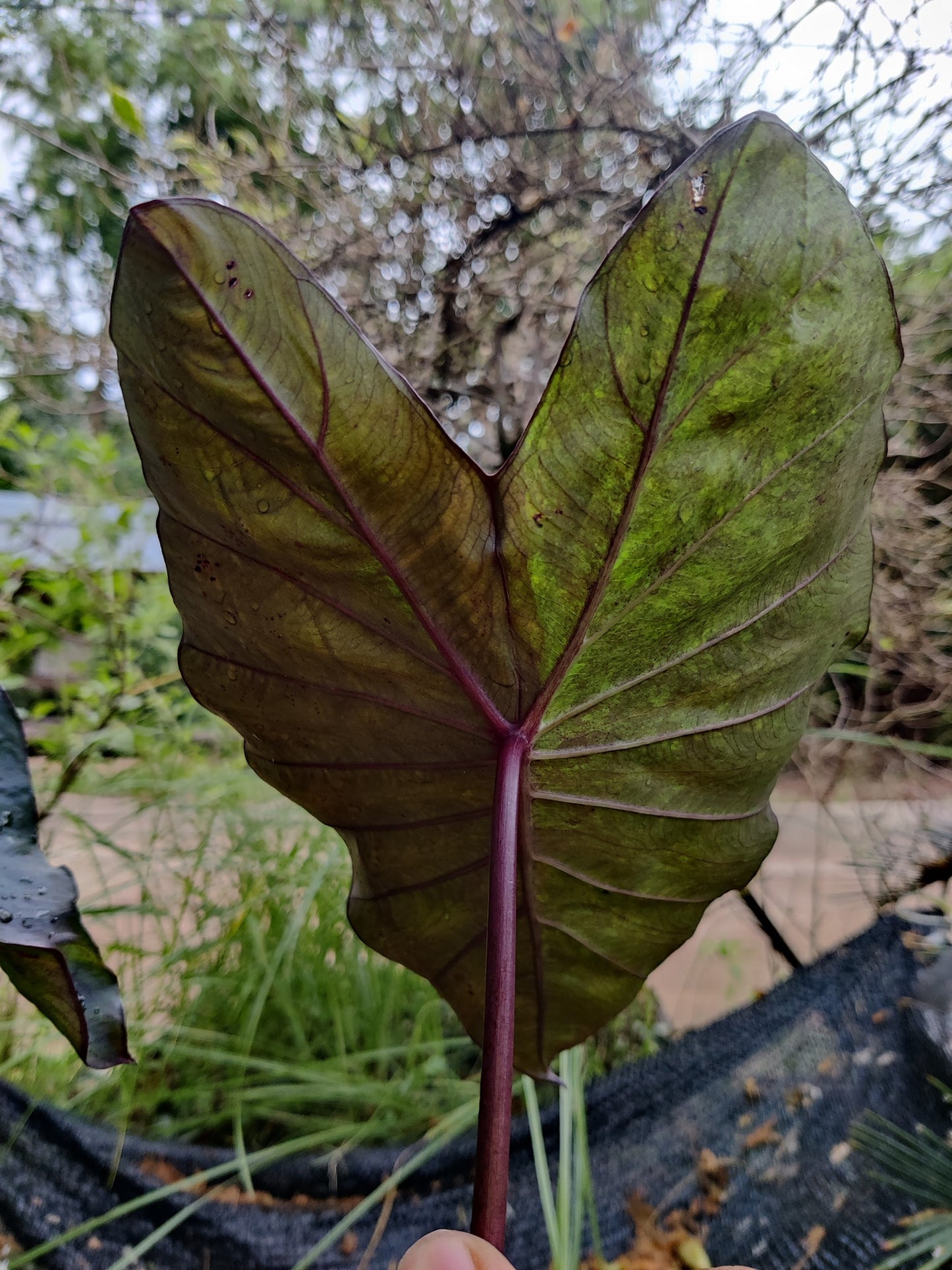 Colocasia Greenish Black Satun
