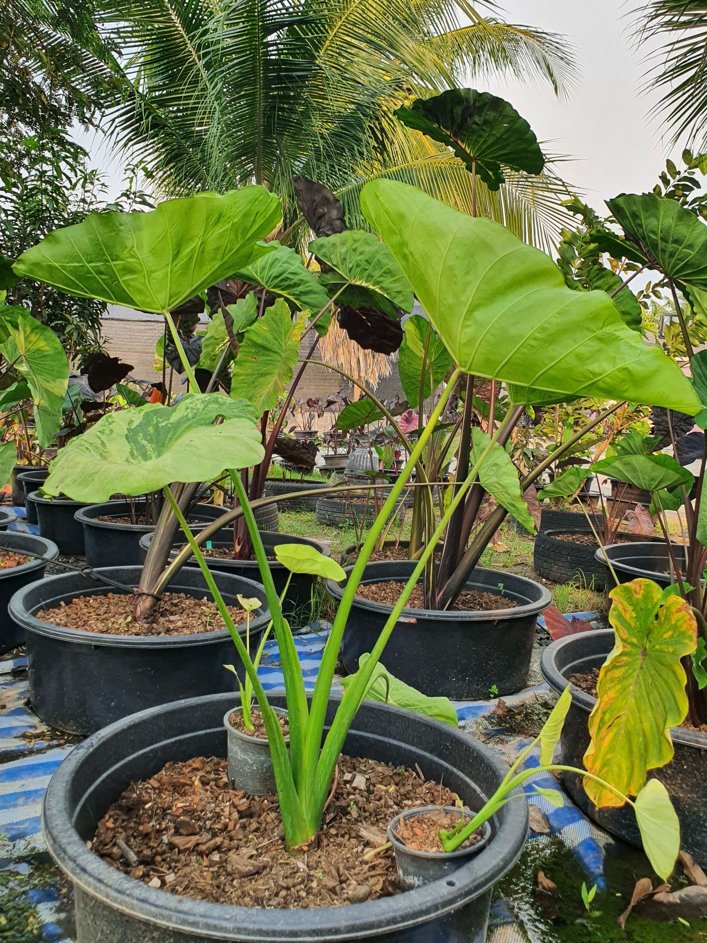 Colocasia Hall of Fame