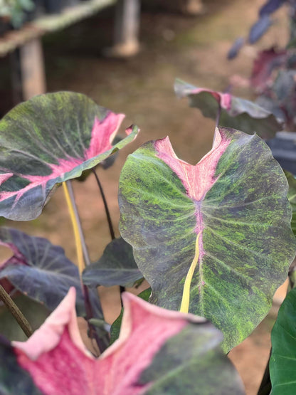 Colocasia Paper Paint