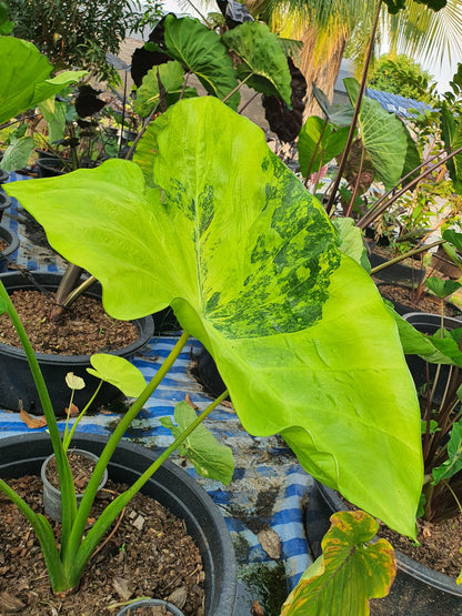 Colocasia Hall of Fame