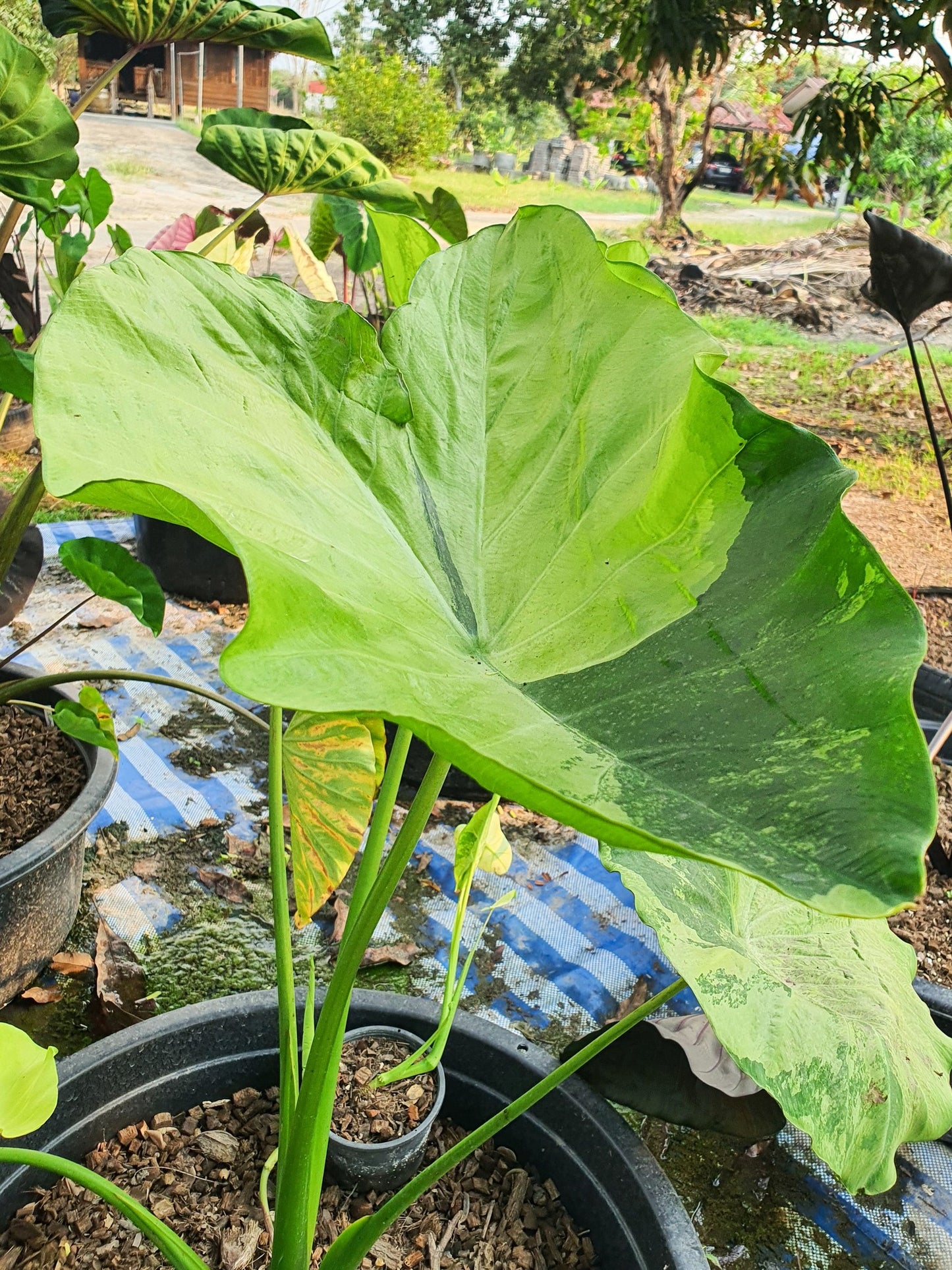 Colocasia Hall of Fame