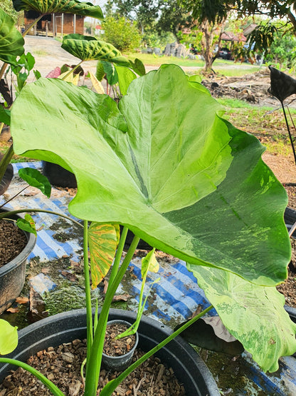 Colocasia Hall of Fame