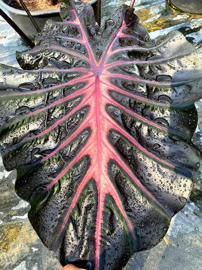Colocasia Inferno Fall