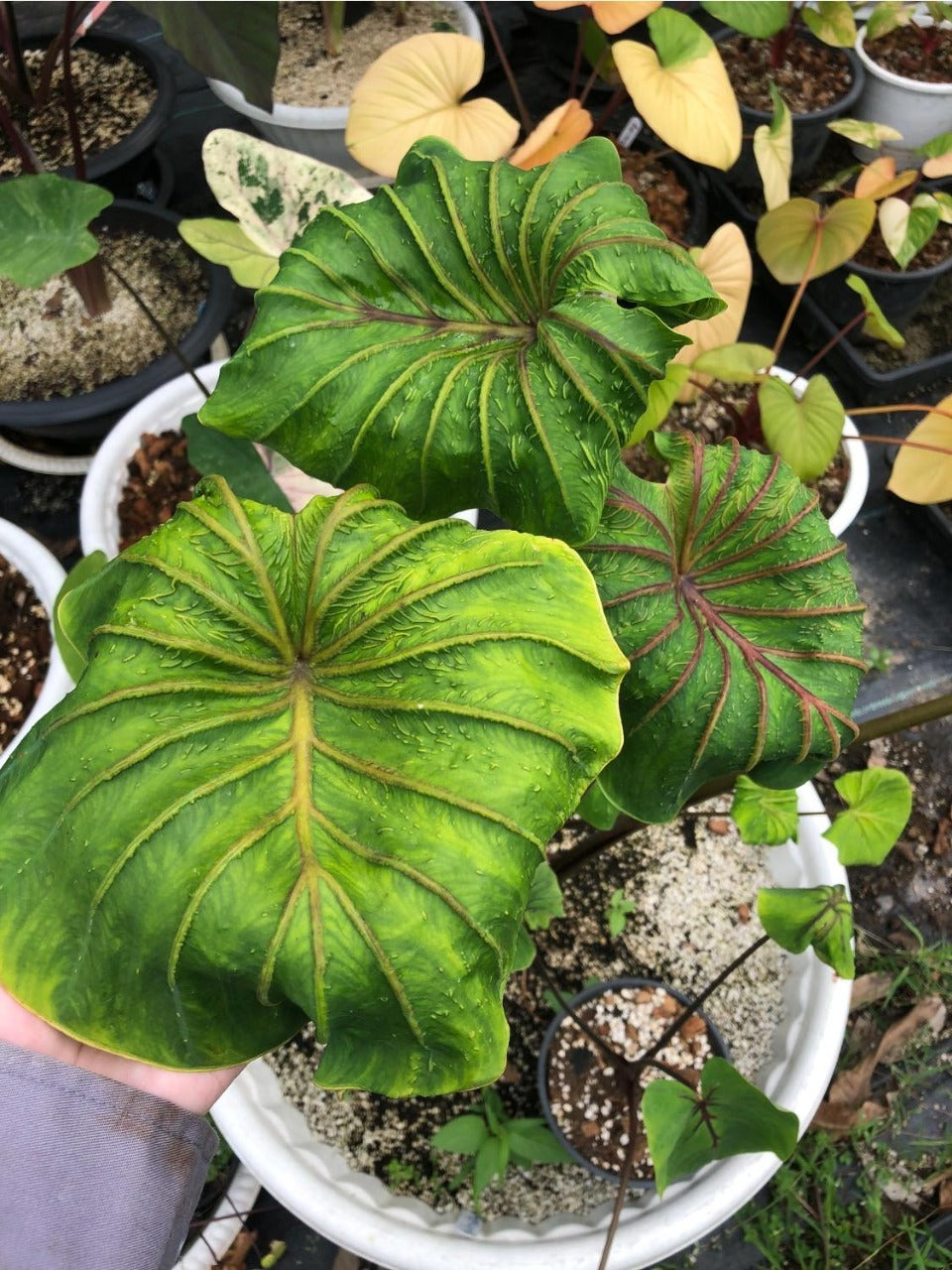 Colocasia Aphrodite