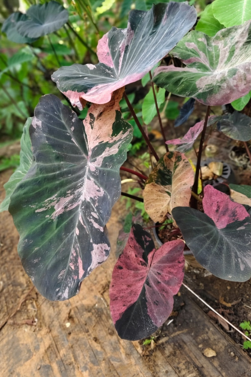 Colocasia Star Wars Episode Three
