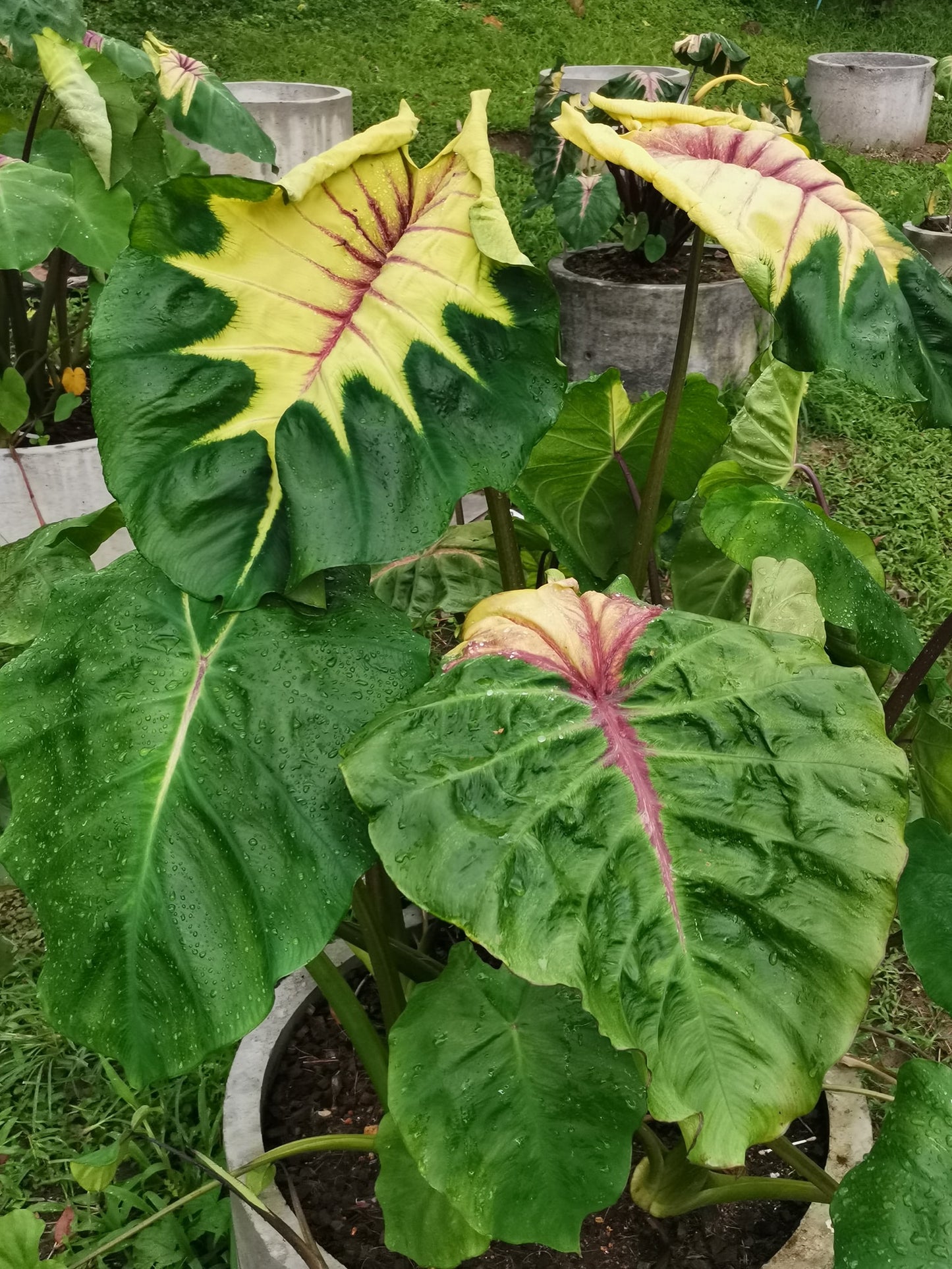 Colocasia Pigtail Princess