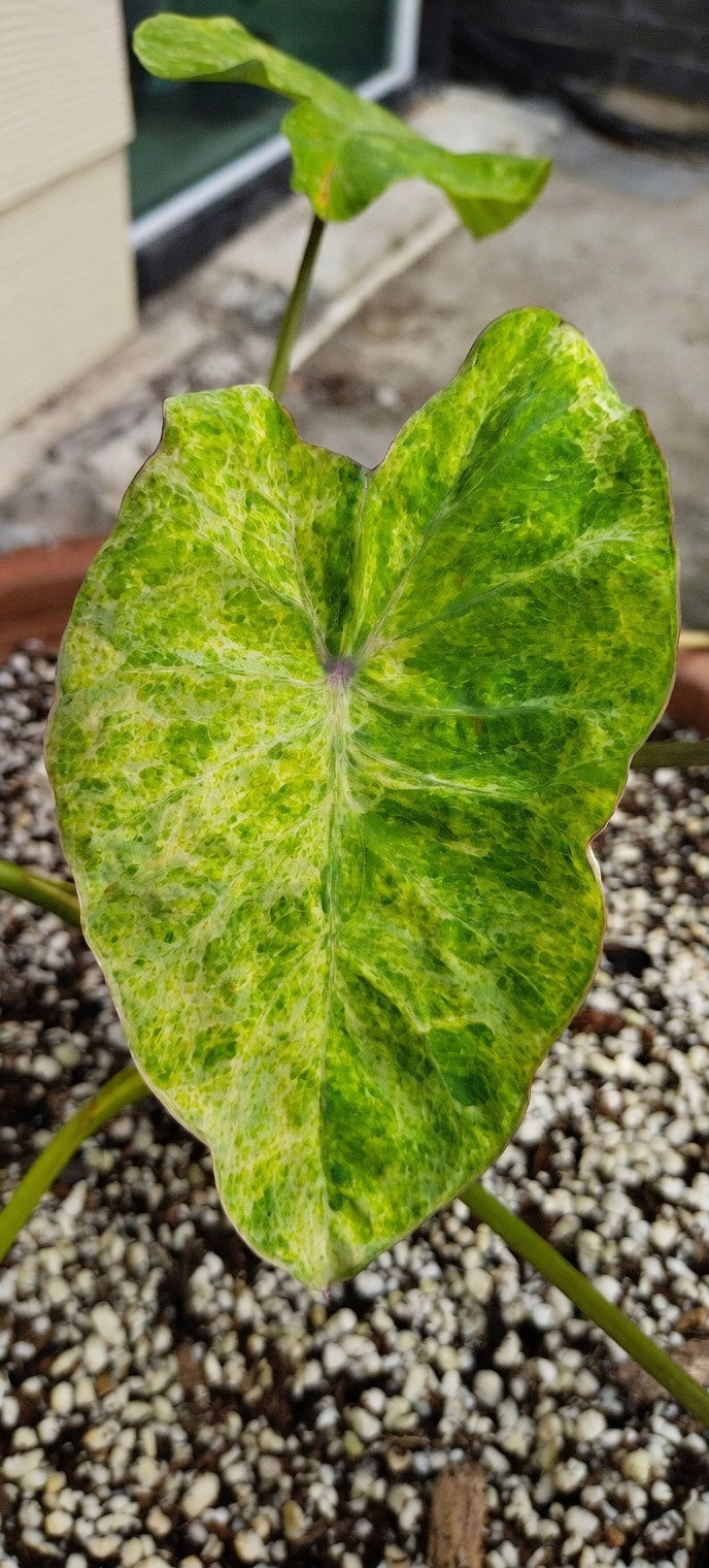 Colocasia Thep Prasit