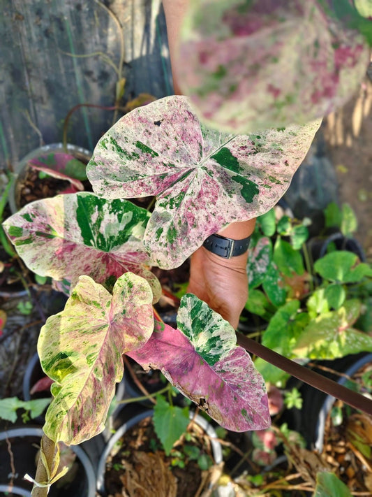 Colocasia Pink Chermal