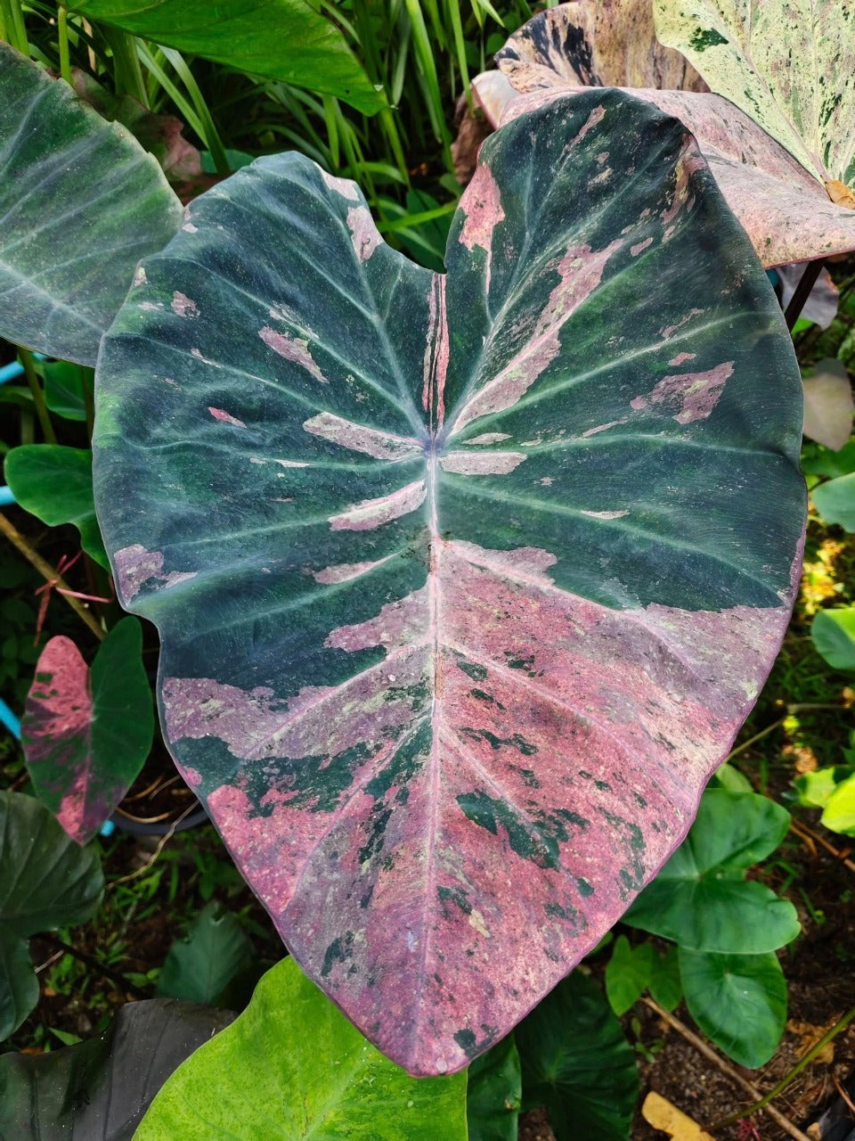 Colocasia Star Wars Episode Two