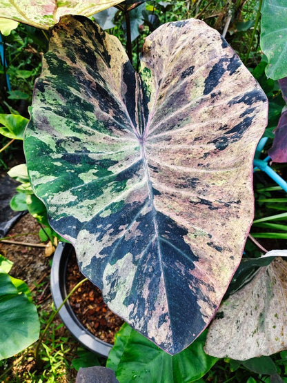 Colocasia Star Wars Episode Two