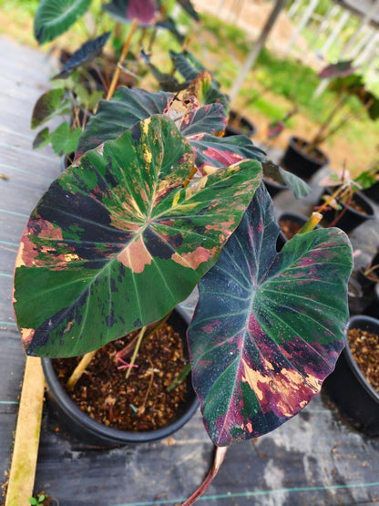 Colocasia Star Wars Episode One