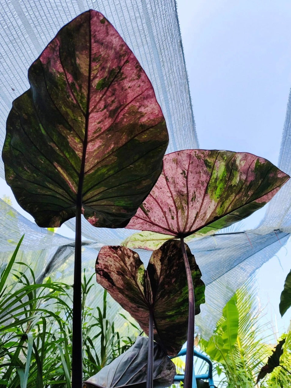 Colocasia Star Wars Episode Two