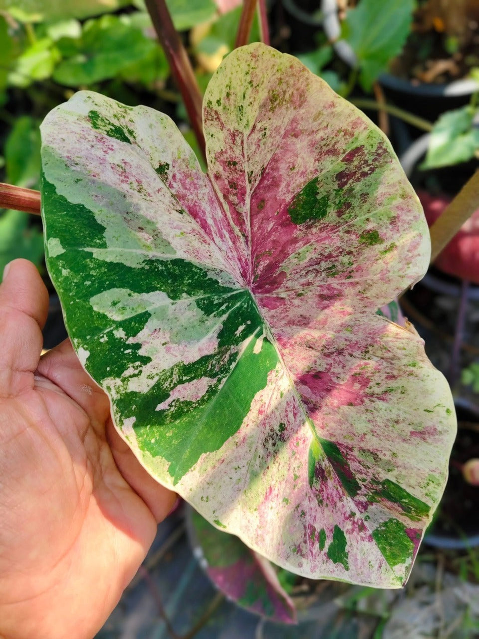 Colocasia Pink Chermal