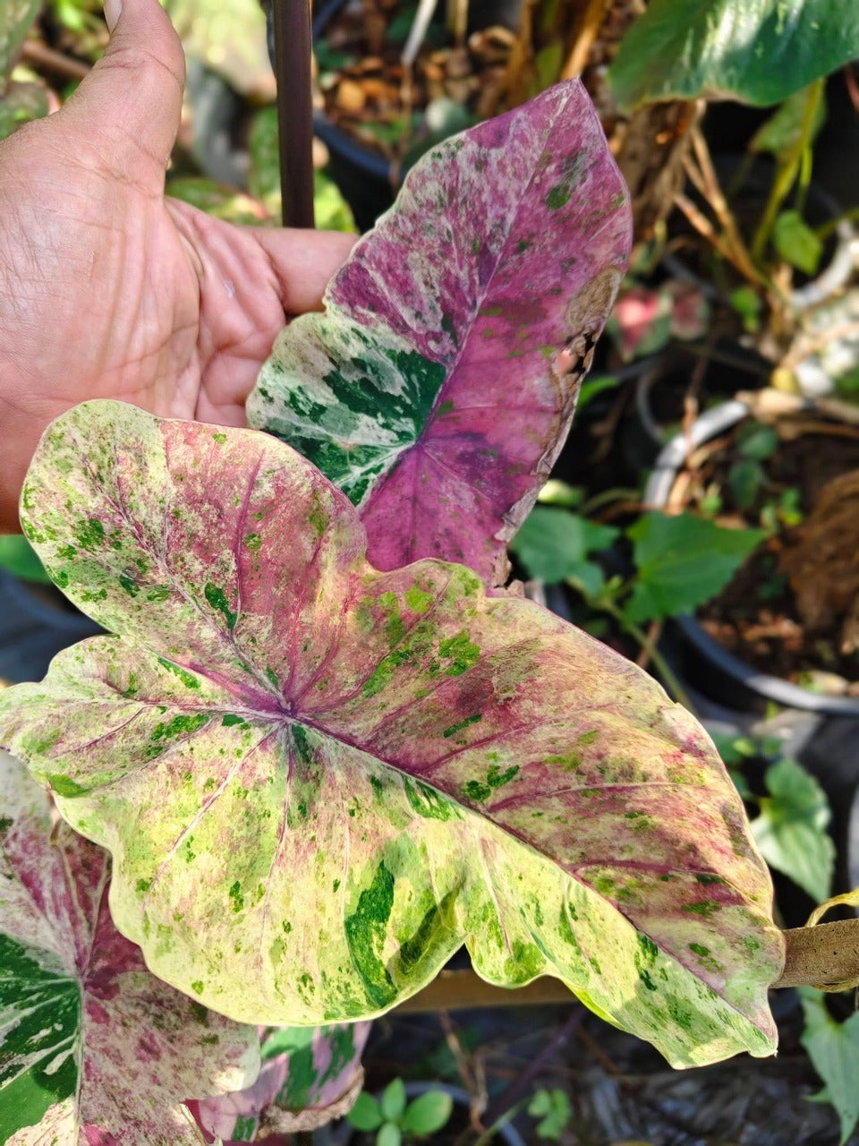 Colocasia Pink Chermal