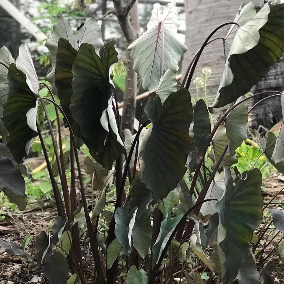 Colocasia Black Runner