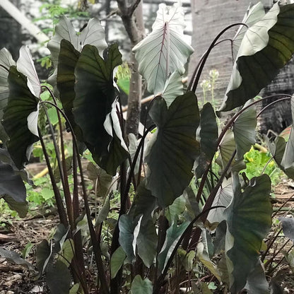 Colocasia Black Runner