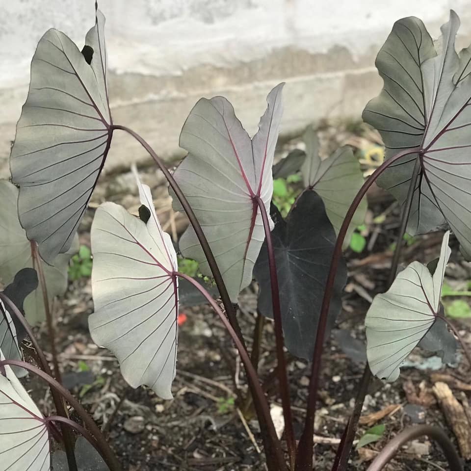 Colocasia Black Runner