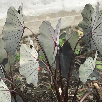 Colocasia Black Runner