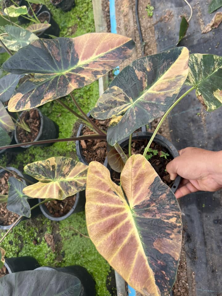 Colocasia Asadung