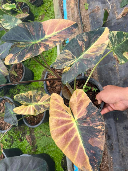 Colocasia Asadung