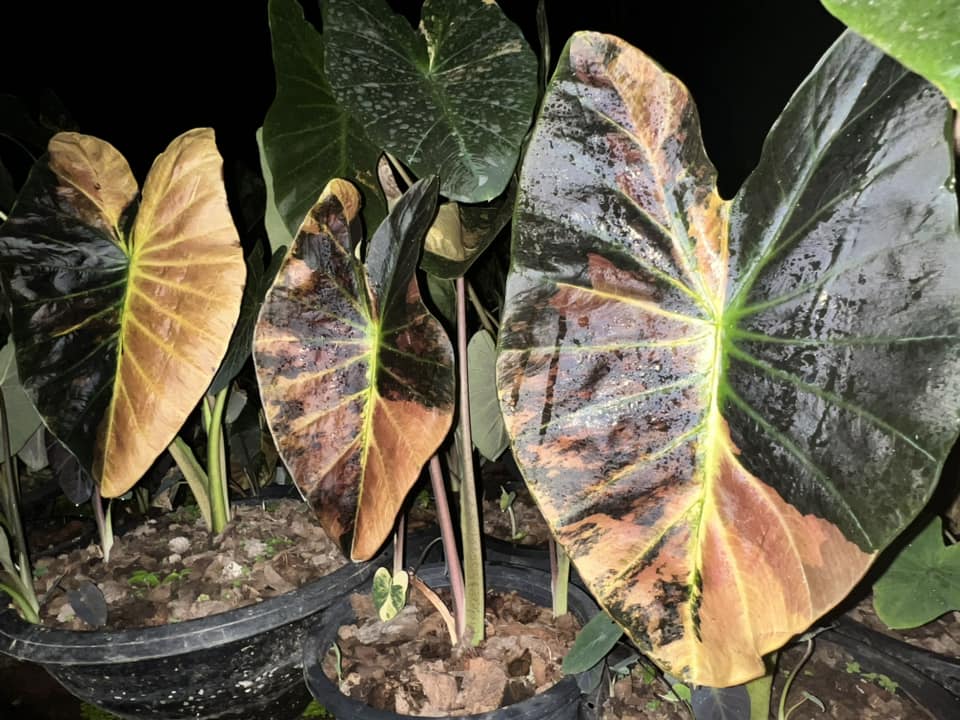 Colocasia Asadung