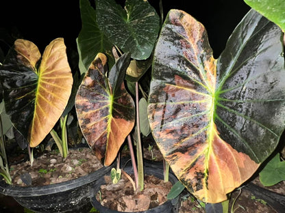 Colocasia Asadung