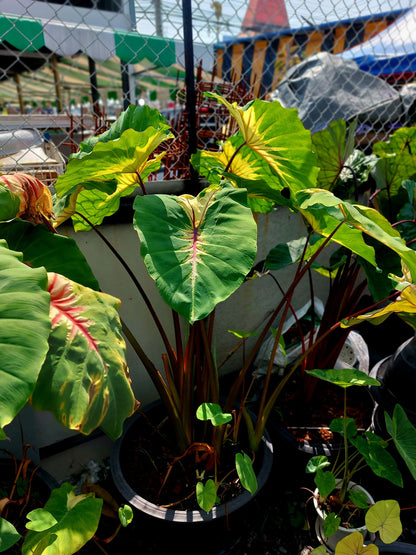 Colocasia Sunshine Day