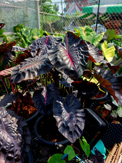 Colocasia Inferno Fall