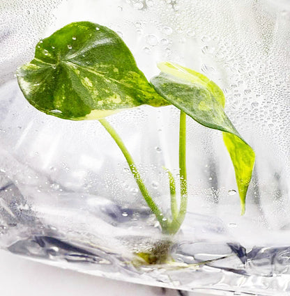 Alocasia Simpo Aurea