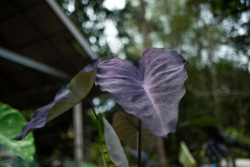 Colocasia Trixie