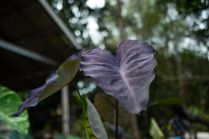 Colocasia Trixie