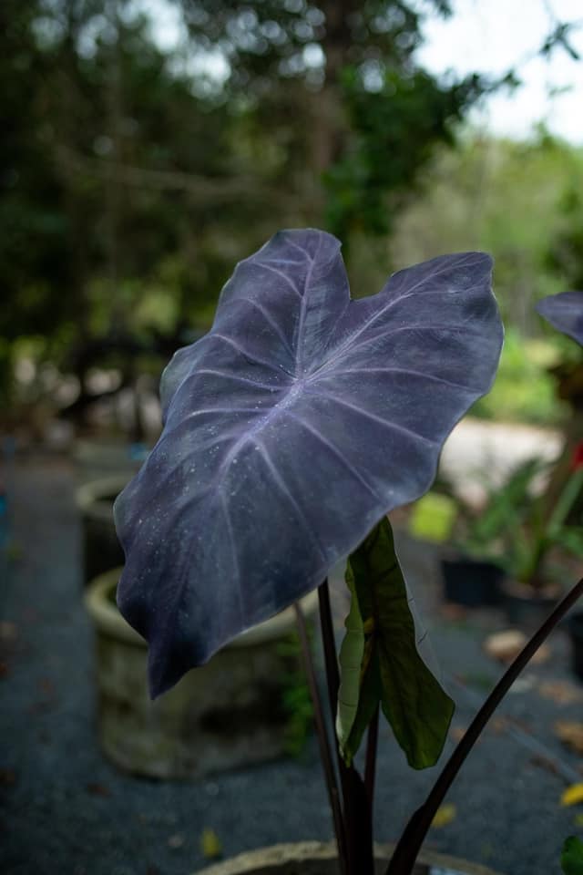Colocasia Trixie