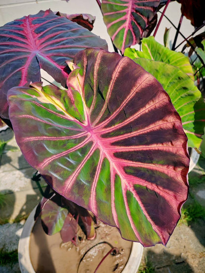Colocasia Ghost Rider