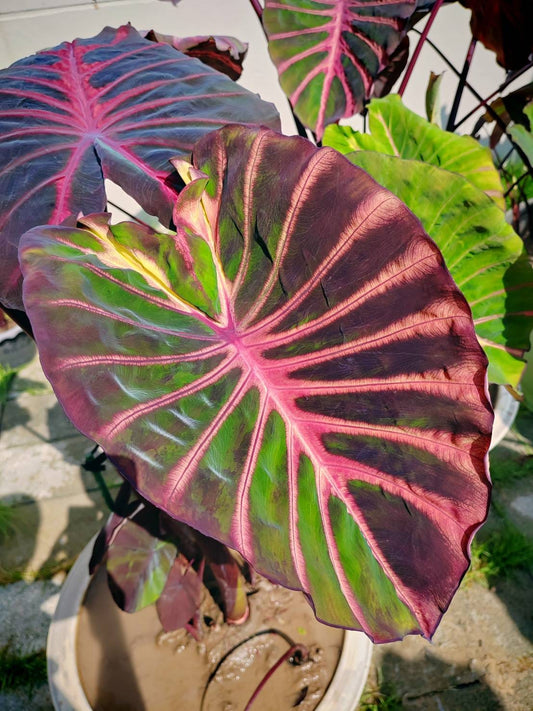 Colocasia Ghost Rider