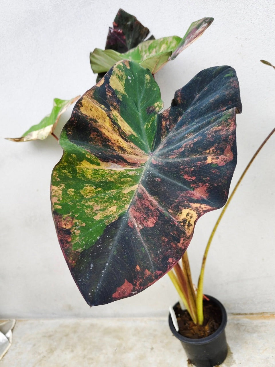 Colocasia Star Wars Episode One