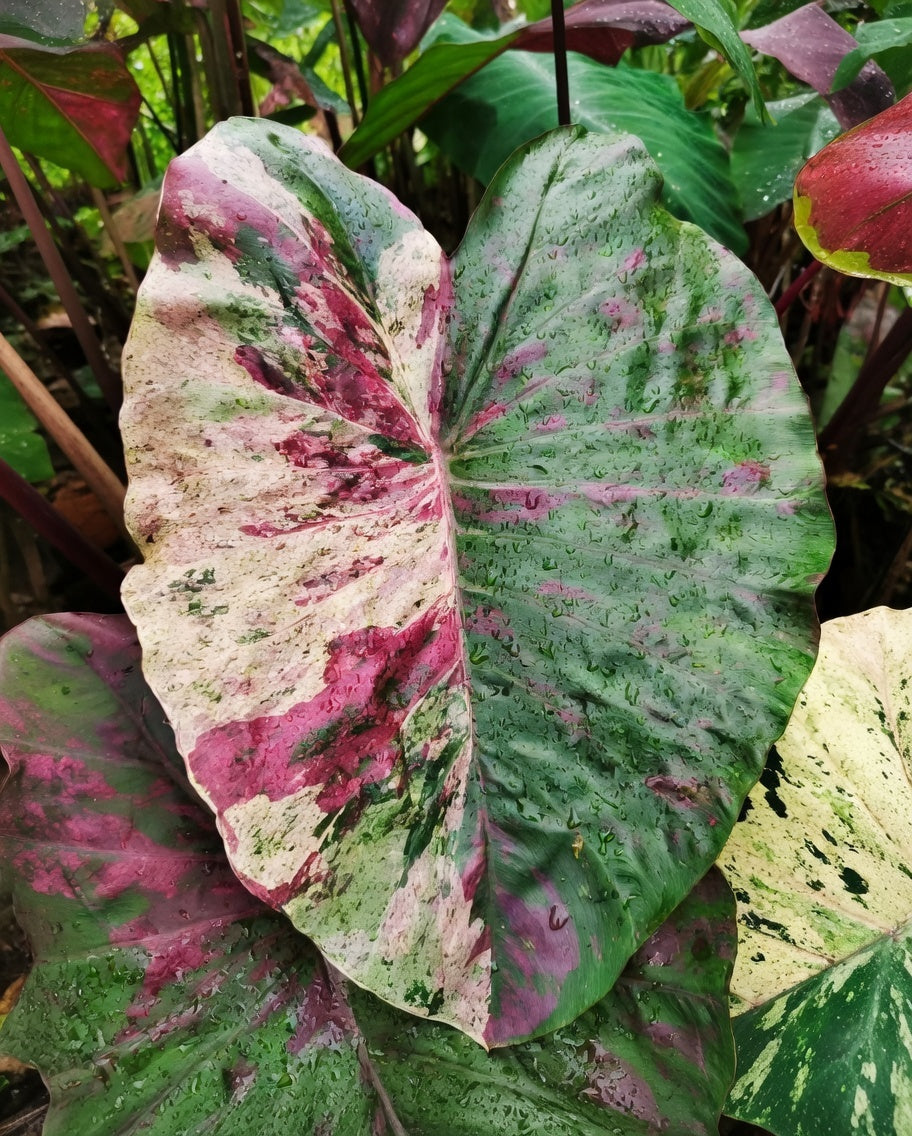 Colocasia Pink Praw