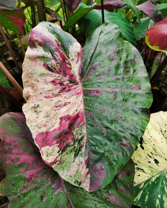 Colocasia Pink Praw