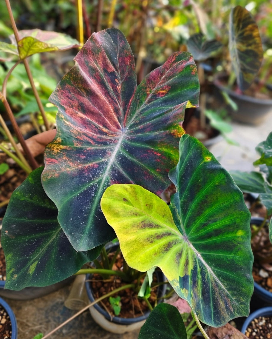 Colocasia Orange Fiery
