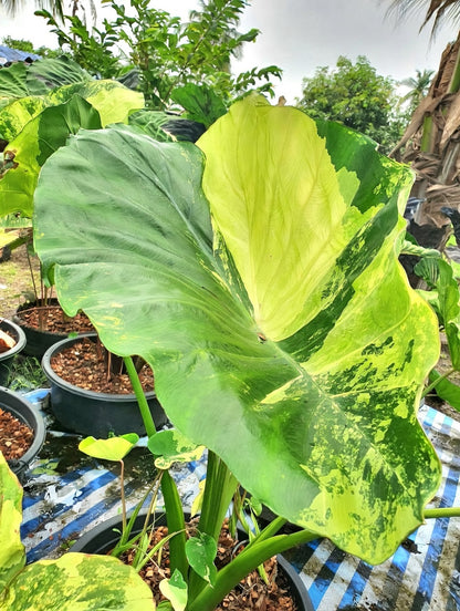 Colocasia Hall of Fame