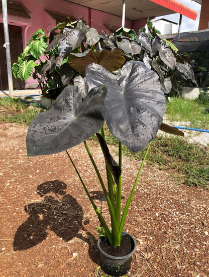 Colocasia Emerald Bones