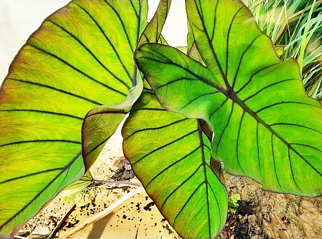 Colocasia Blue Hawaii