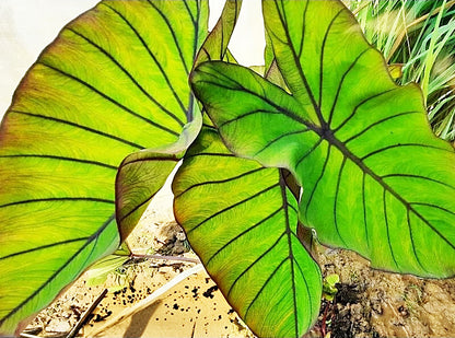 Colocasia Blue Hawaii