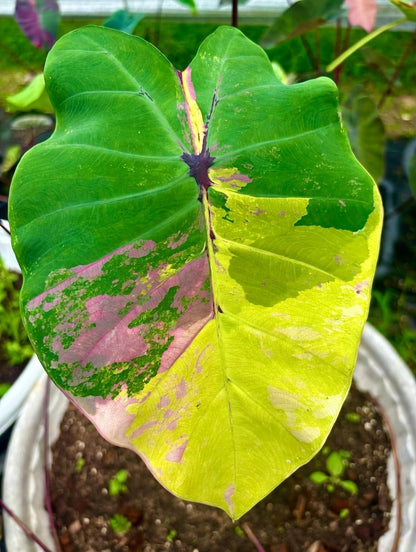 Colocasia Pop Rock Iris