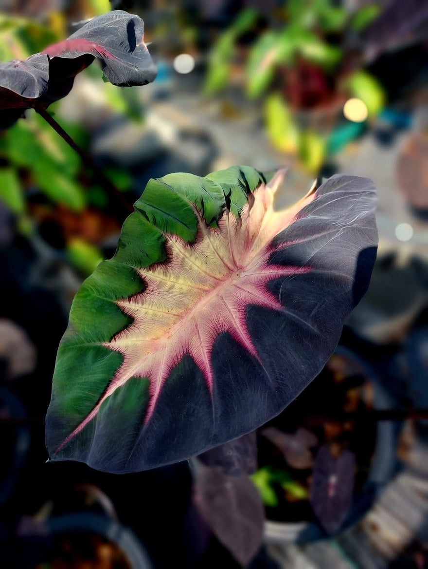 Colocasia Shadow